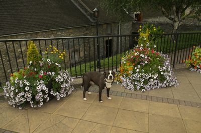 A dog confidently occupies a vibrant patio with flowers and a white fence. A person watches from the doorway, creating a warm atmosphere.