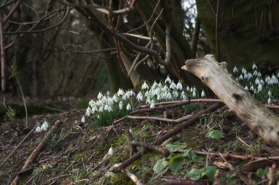 Vegetation Tree Land Nature Outdoors Woodland