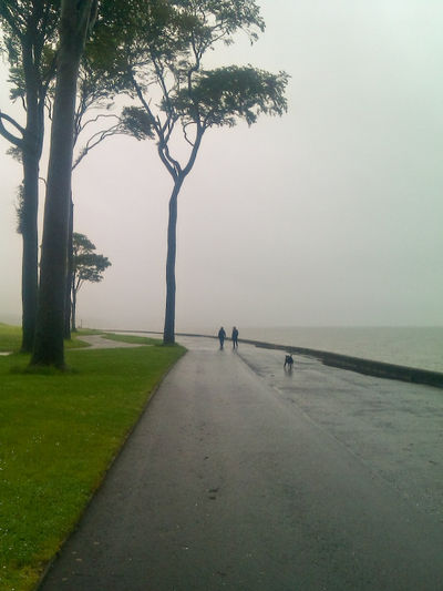 Person Walking Path Grass Sidewalk Tree