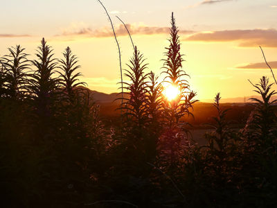 Nature Outdoors Sky Sunrise Sunset Plant