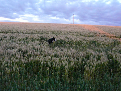 Grass Field Grassland Nature Outdoors Sky