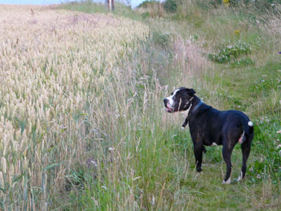 Grass Field Grassland Nature Outdoors Animal