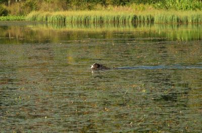 Nature Outdoors Pond Water Land Animal