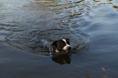 Animal Canine Mammal Dog Pet Water