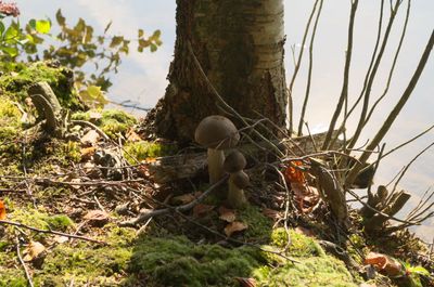 Moss Tree Fungus Vegetation Tree Trunk Agaric