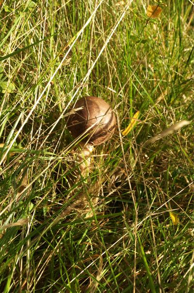 Agaric Fungus Mushroom Plant Animal Cat