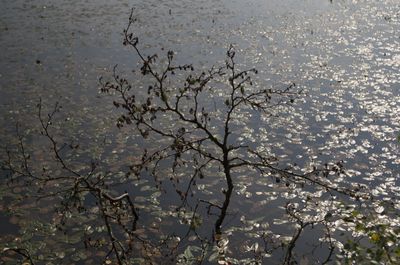 Nature Outdoors Pond Water Land Vegetation