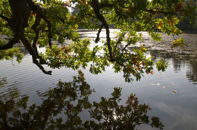 Nature Outdoors Pond Water Vegetation Tree