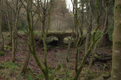 Land Nature Outdoors Tree Vegetation Woodland