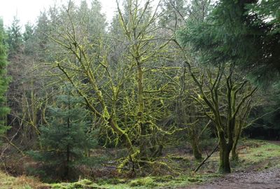 Tree Vegetation Land Nature Outdoors Woodland