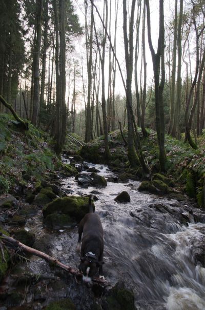 Vegetation Nature Outdoors Stream Water Land