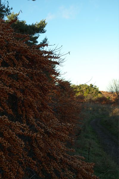 Tree Vegetation Conifer Land Nature Outdoors