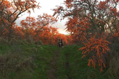 Vegetation Tree Land Nature Outdoors Woodland