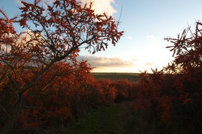 Tree Landscape Nature Outdoors Vegetation Sky