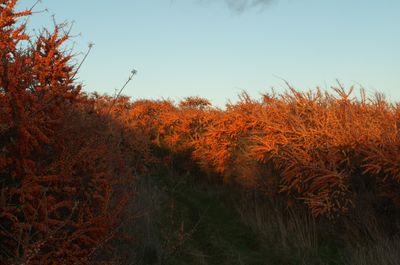 Vegetation Tree Land Nature Outdoors Woodland