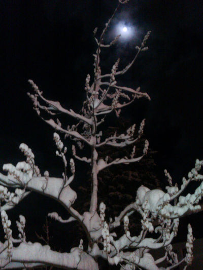 A tree in the snow under a dark sky and a full moon