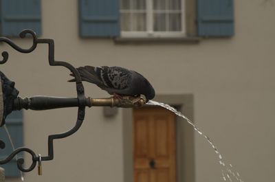 Animal Bird Pigeon Appliance Ceiling Fan Device