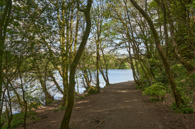 A footpath in a forest on a shore of a loch (Scottish lake)