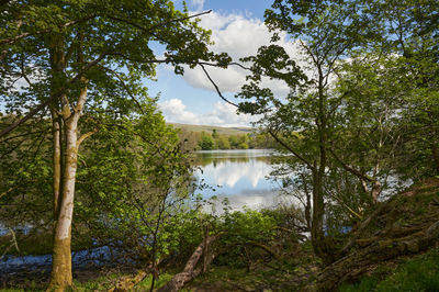 Green trees on a shore of a loch (Scottish lake)