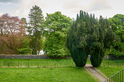 Mugdock Park. Green trees, grass and a stone garden wall behind