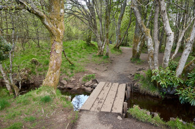 A footpath across a creek in a forest