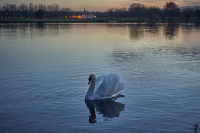 Swan Bird Animal Waterfowl