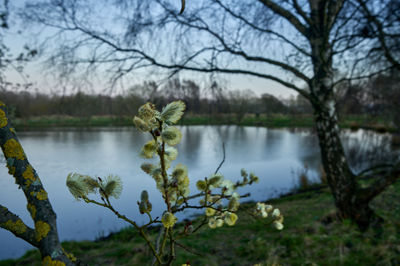 Tree Plant Water Nature Outdoors Bird