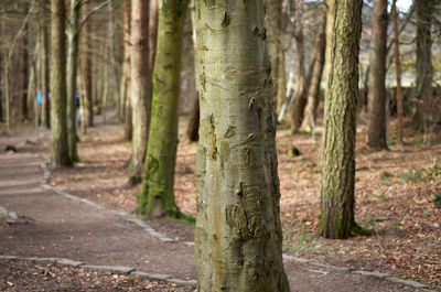 Tree Plant Vegetation Woodland Forest Land