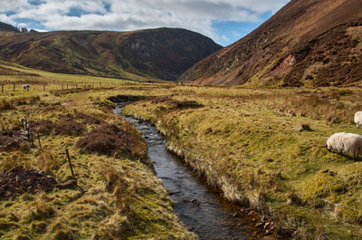 Sheep Animal Mammal Nature Outdoors Ditch