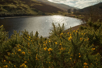 Water Flower Plant Sky Cloud Mountain