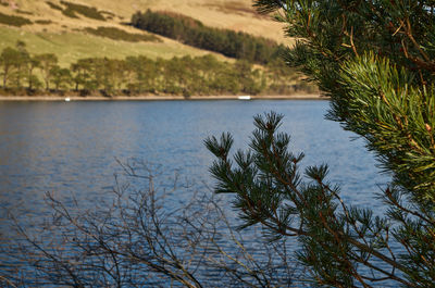 Water Water resources Plant Natural landscape Lake Larch