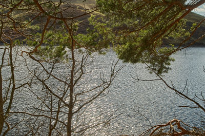 Water Twig Natural landscape Wood Trunk Vegetation