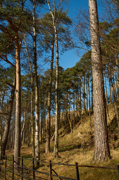 Vegetation Plant Woodland Forest Tree Land