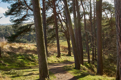 Vegetation Plant Tree Woodland Forest Land