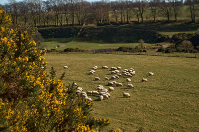 Sheep Animal Mammal Field Outdoors Grassland
