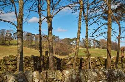 Trees on a green hill slope under blue sky