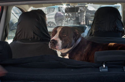 dog car people sit portrait woman