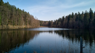 A lake in a forest in a calm sunny day