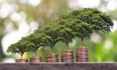 Sustainable money growing trees