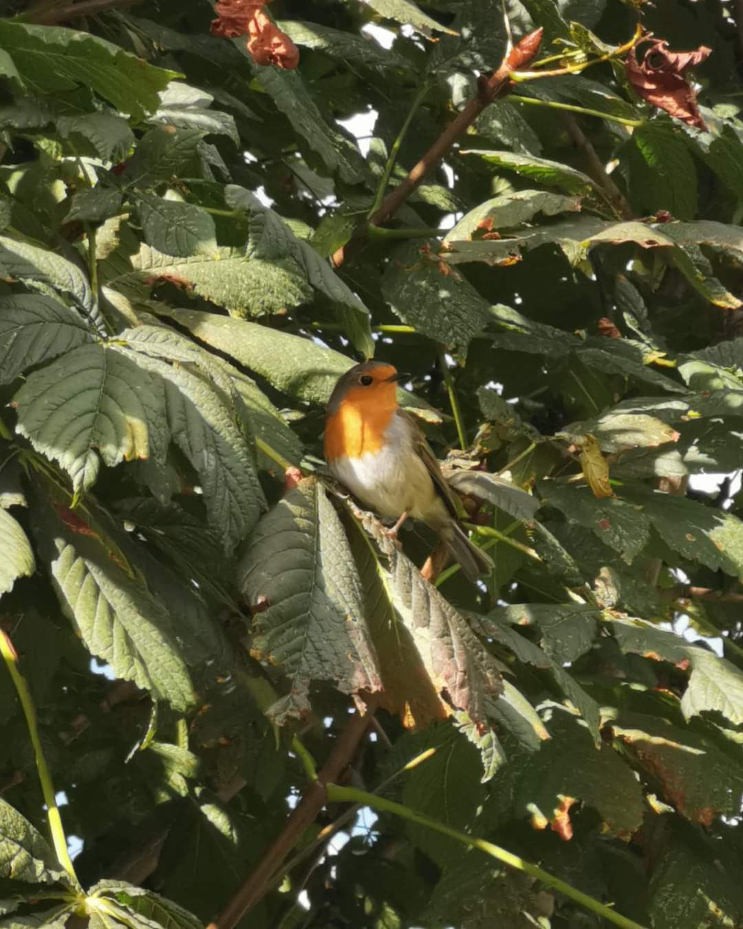 A friendly Robin