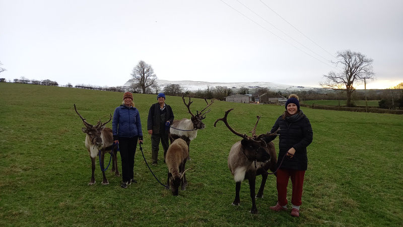 Reindeer walk