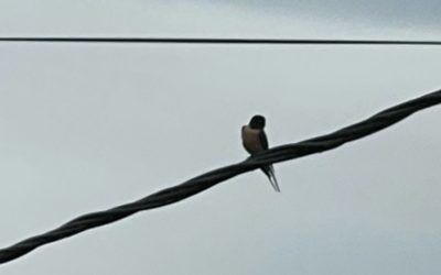 Swallows Have Returned – Summer  is on its Way!