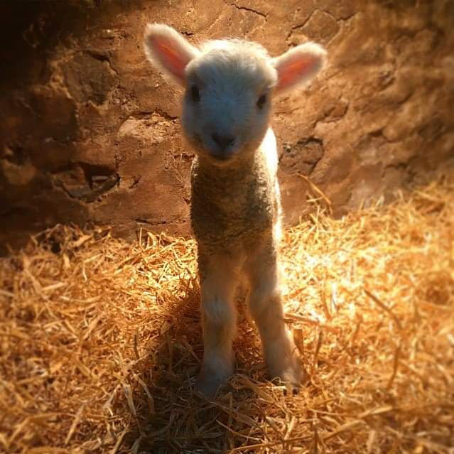 Baby Lamb at Lundholme Farm