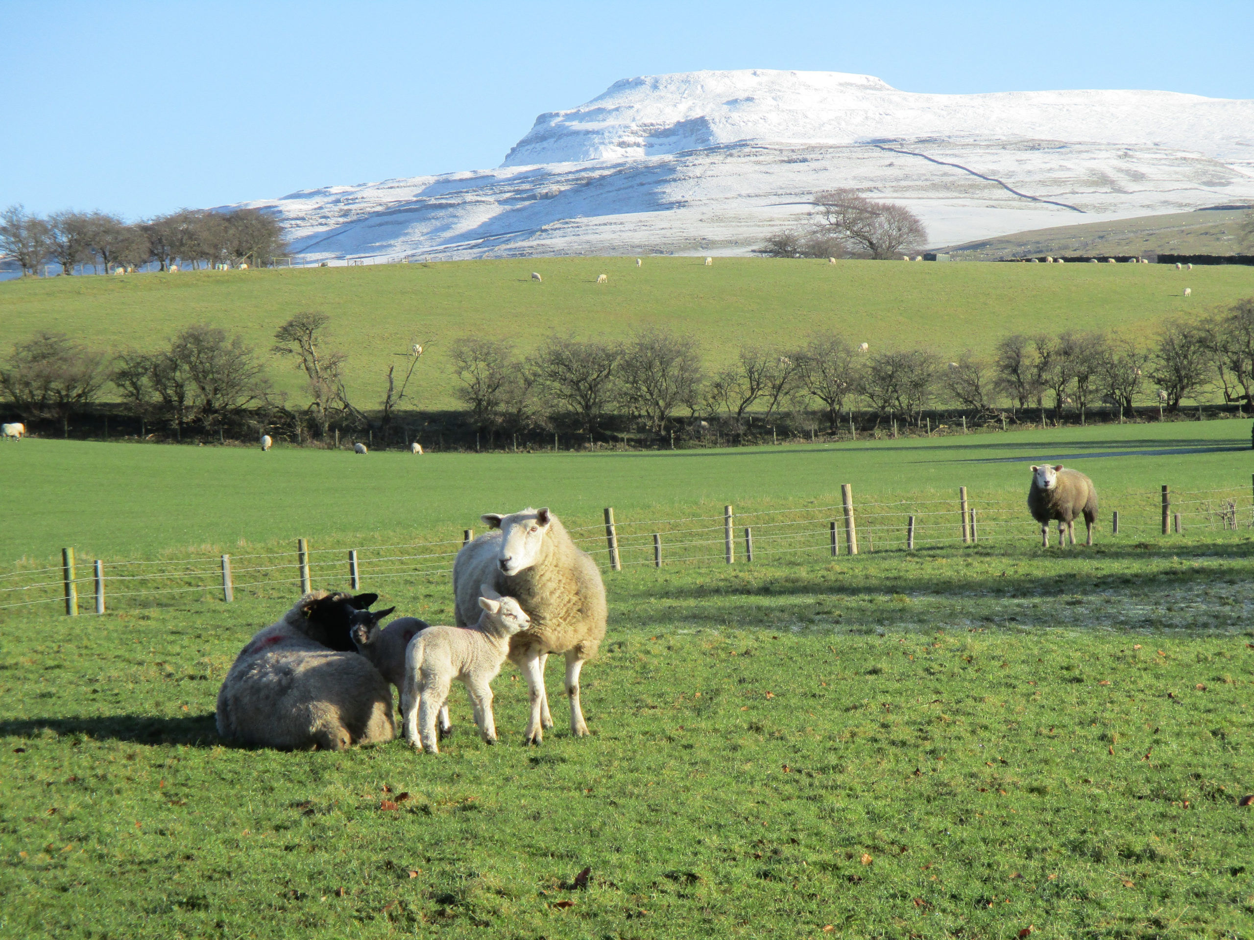 Snow covered Ingleborough in the distance