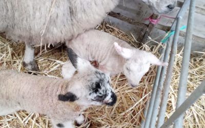 Lambing Time Begins