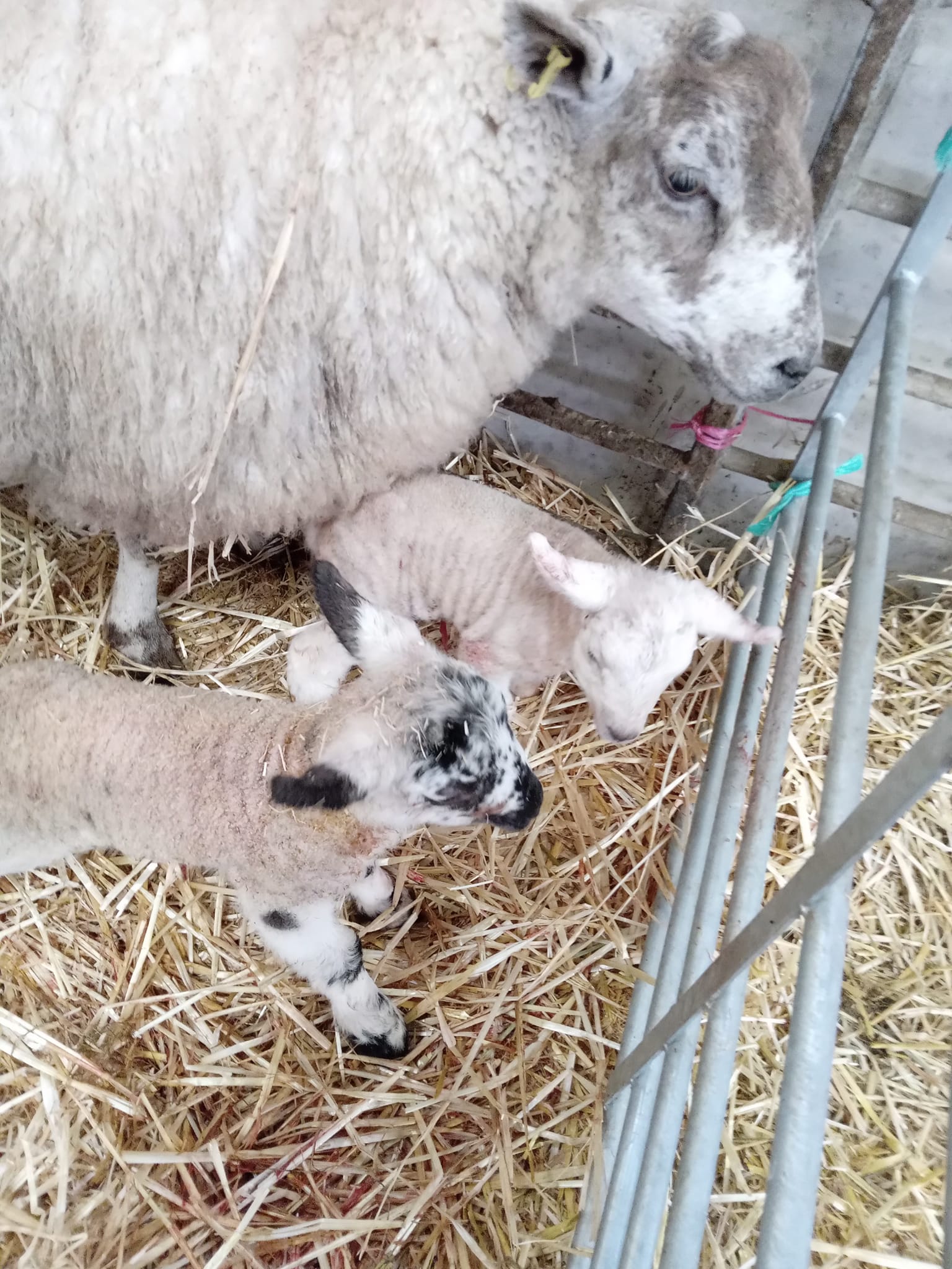 Lambing time at Lundholme Farm Cottages