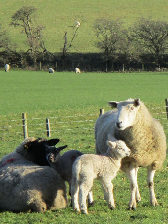 Lundholme Farm Cottages in North Yorkshire