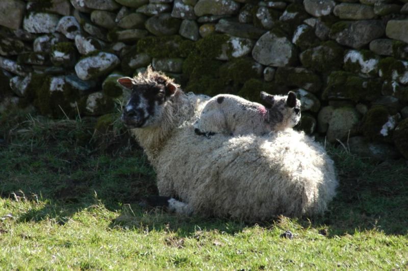A very comfy lamb