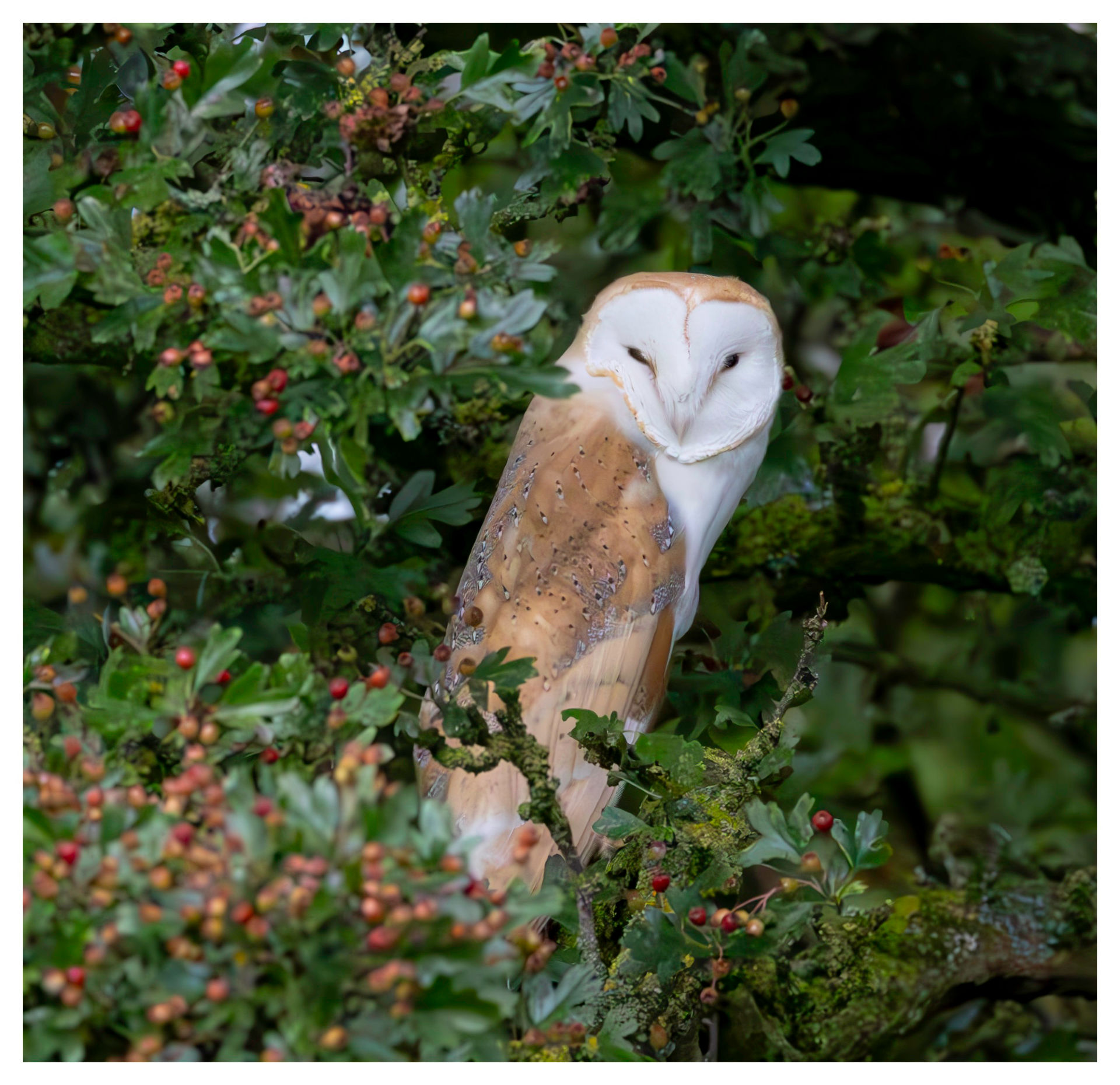 Our resident Barn Owl