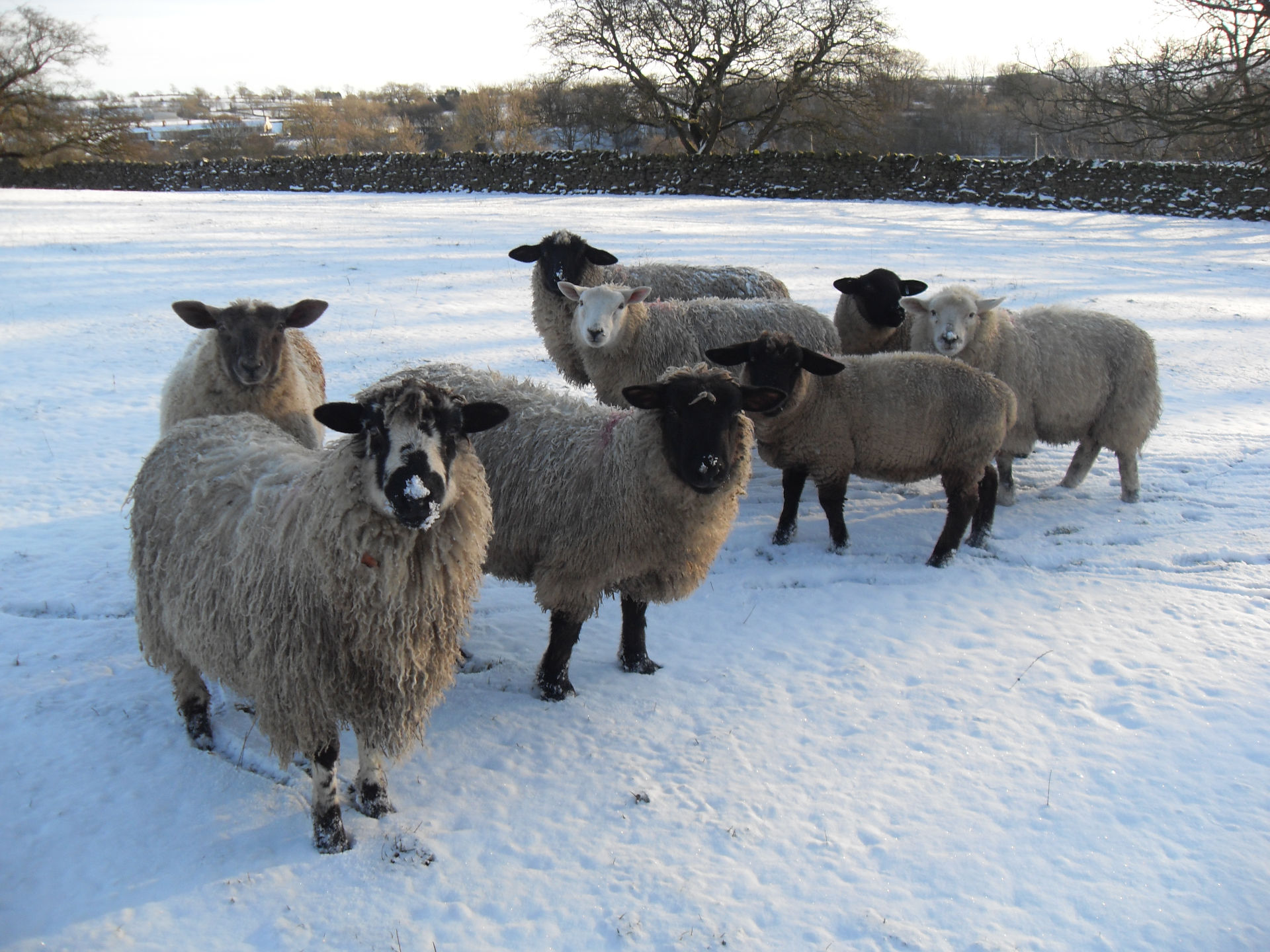 Milling about in the snow